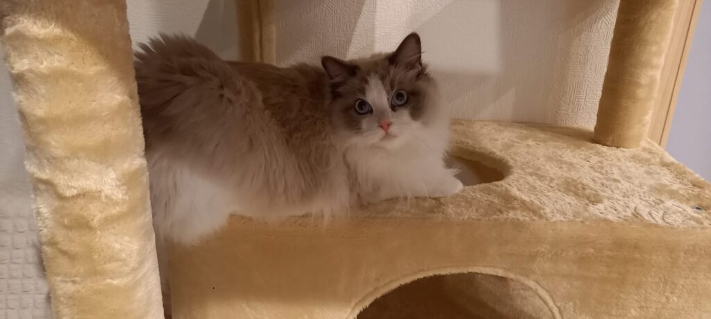 キャットタワーでくつろぐラグドール