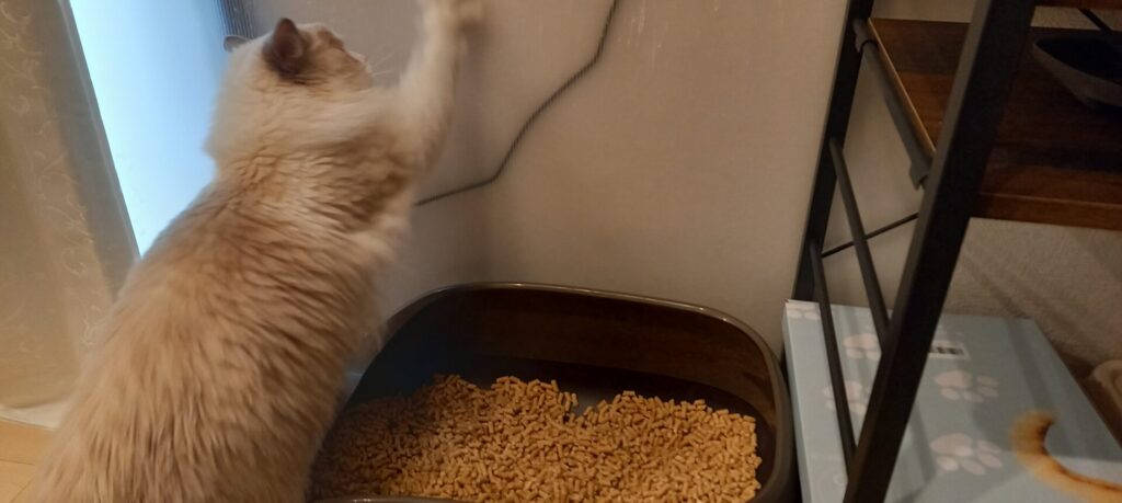 トイレ後に猫が壁ガリガリ